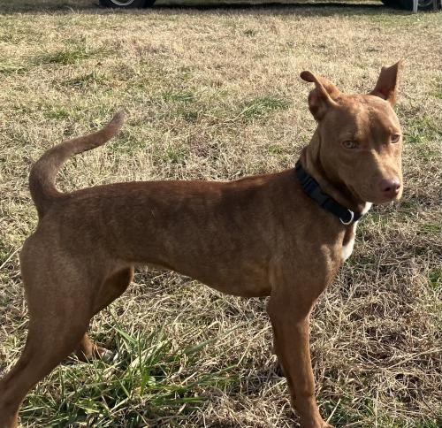 Lost Female Dog last seen Gwarbar, Richmond, VA 23220