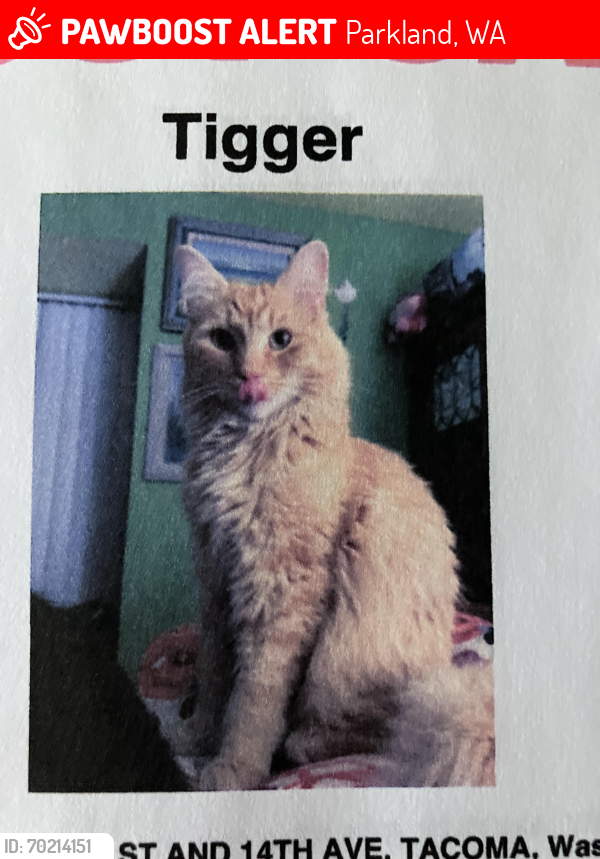 Lost Male Cat last seen 152nd st and 14th Ave Ct E , Parkland, WA 98445