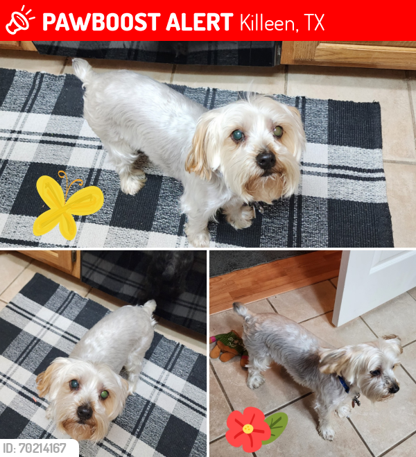 Lost Male Dog last seen , Killeen, TX 76549