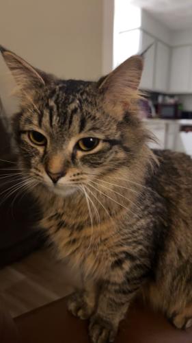 Lost Female Cat last seen ‎5137 Archwood Ln, Fort Wayne, IN  46825, Fort Wayne, IN 46825