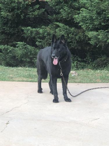 Lost Male Dog last seen Henry County Recreation Center , Henry County, GA 30294