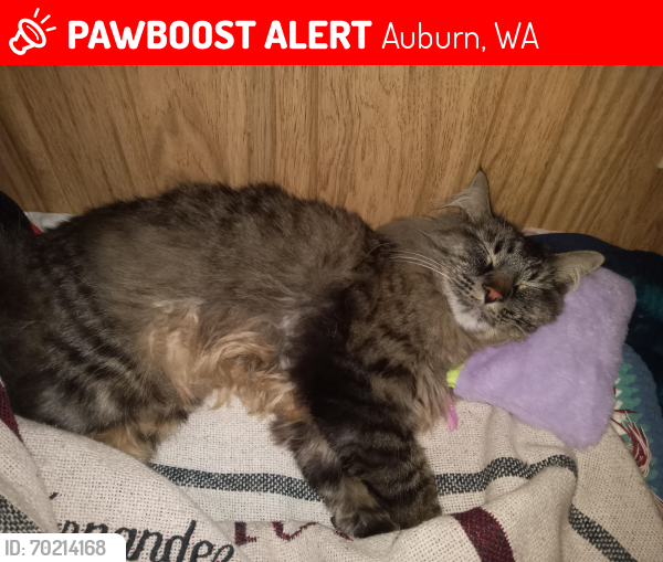 Lost Male Cat last seen R ST SE & 21st ST SE Auburn, Wa, Auburn, WA 98002