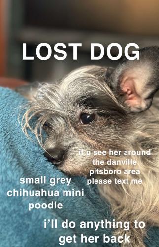 Lost Female Dog last seen around Bridlewood addition, Danville, IN 46122
