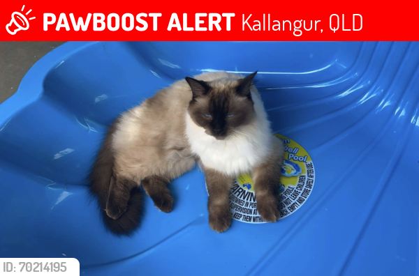 Lost Female Cat last seen Kallangur, Kallangur, QLD 4503