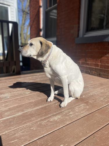 Lost Female Dog last seen Between Levitt and Hoyne on Pierce in Wicker Park , Chicago, IL 60622