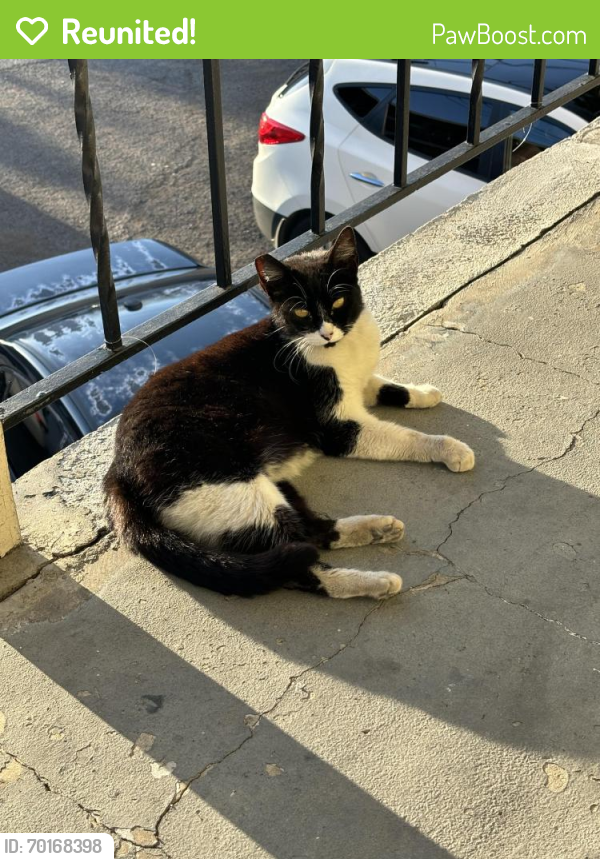 Reunited Female Cat last seen Meade Avenue & 53rd Street, San Diego, CA 92115