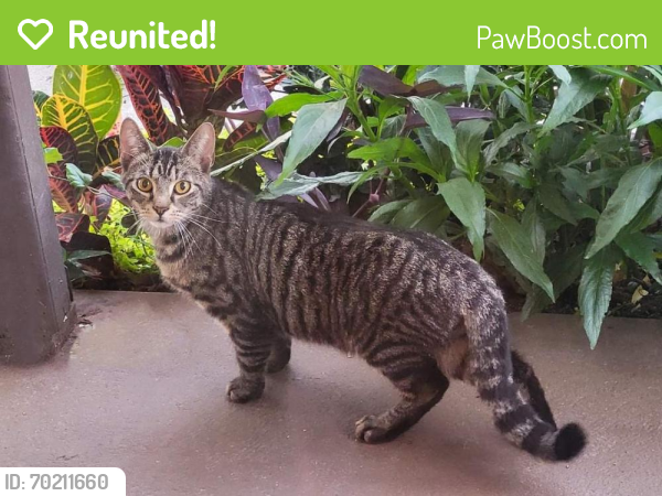 Reunited Male Cat last seen Blind Pass & 75th Ave, St. Pete Beach, FL 33706