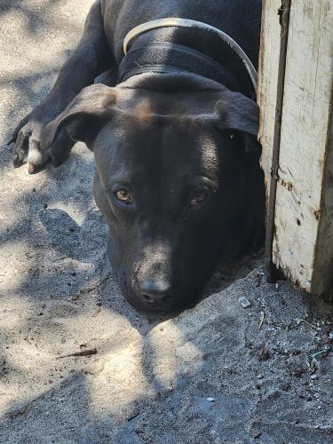 Lost Female Dog last seen 4th terrace and 41st street , Pompano Beach, FL 33064
