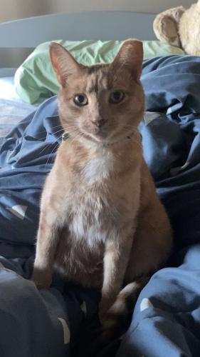 Lost Male Cat last seen Broadway Blvd & Ironwood Dr & Pleasantwood Ct by Elkhart Public Library, Elkhart, IN 46516