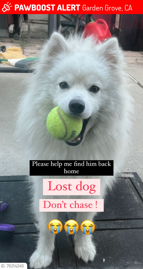 Lost Male Dog last seen Ward and hazzard, Garden Grove, CA 92843