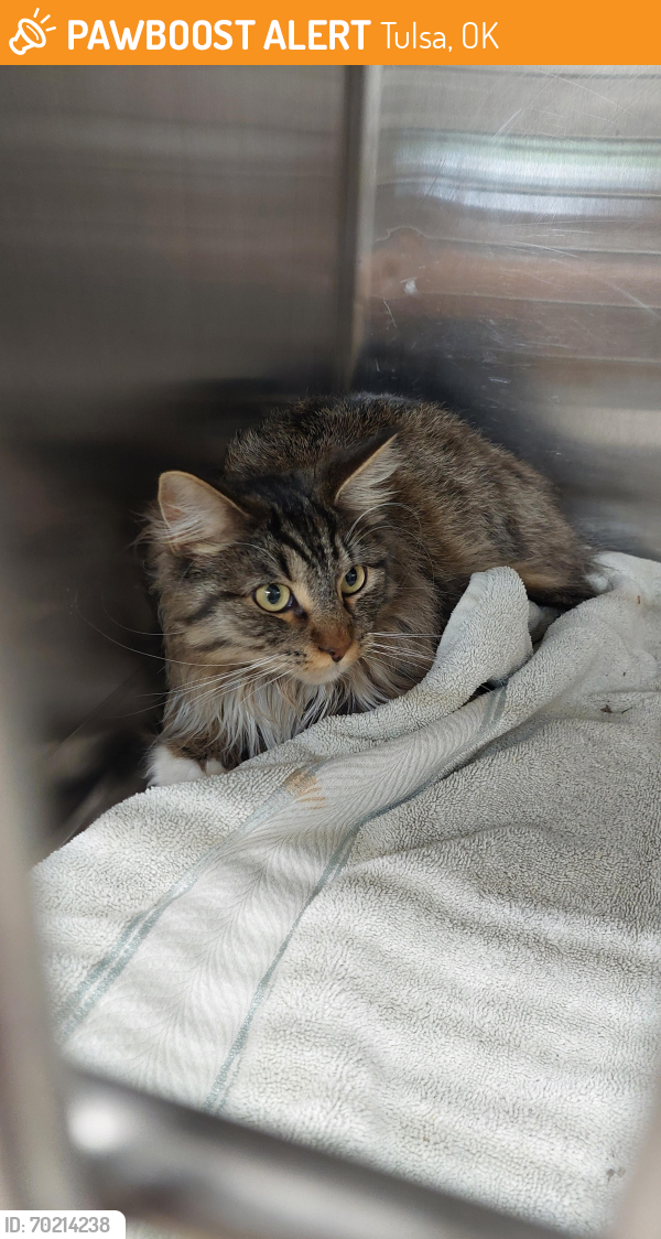 Found/Stray Male Cat last seen Sheridan Road Vet Clinic, Tulsa, OK 74115