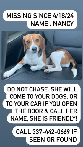 Lost Female Dog last seen Todd Lane , Wendell, NC 27591