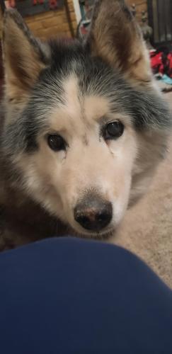 Lost Male Dog last seen 82nd and Indiana , Lubbock, TX 79423