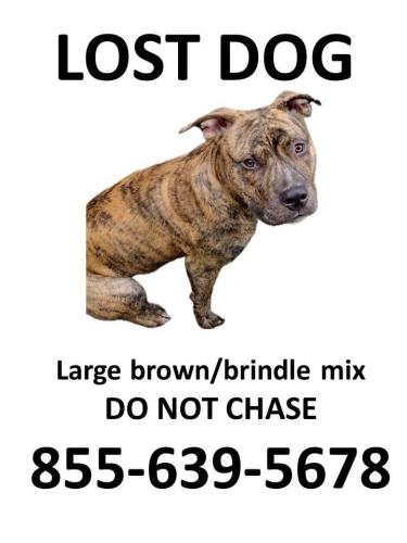 Lost Male Dog last seen Cumberland farms, Milton, NH 03851