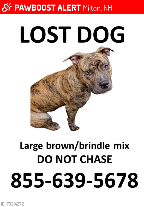 Lost Male Dog last seen Cumberland farms, Milton, NH 03851