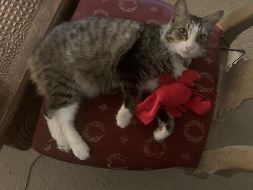 Lost Male Cat last seen Smythe ave and Beyer Blvd., San Diego, CA 92173