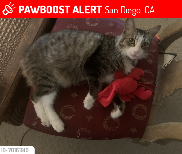 Lost Male Cat last seen McDonald’s near Ocean Breeze apmts, San Diego, CA 92173