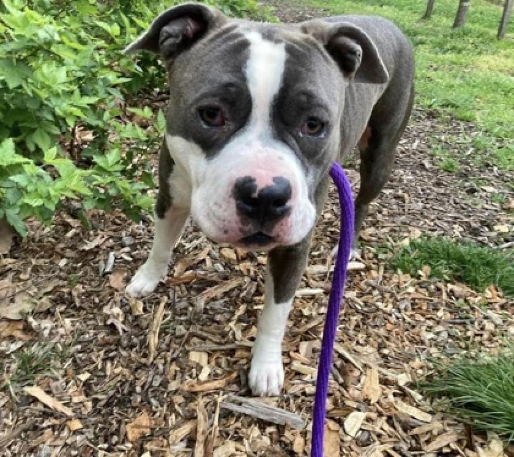 Shelter Stray Female Dog last seen Near Westfield Ave, 21214, MD, Baltimore, MD 21230