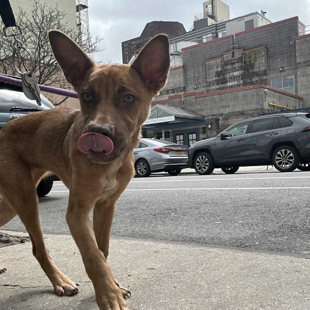 Shelter Stray Female Dog last seen E Fordham Road, BRONX, NY, 10458, New York, NY 10029