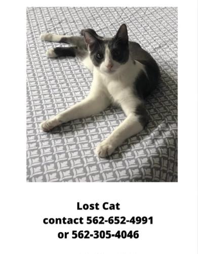 Lost Male Cat last seen Lemon st and Santa Gertrude’s, East Whittier, CA 90604