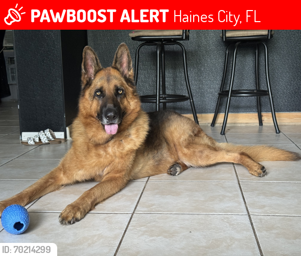 Lost Male Dog last seen Eastside Elementary , Haines City, FL 33844