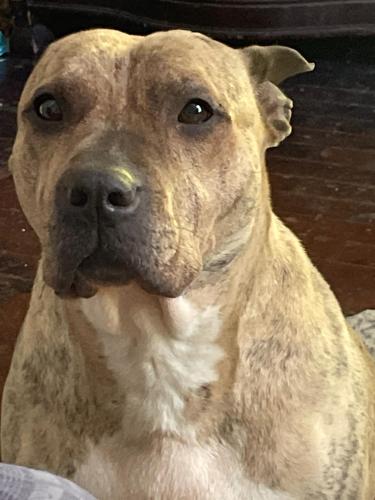 Lost Female Dog last seen Durham rd and stoopville Rd intersection , Newtown, PA 18940