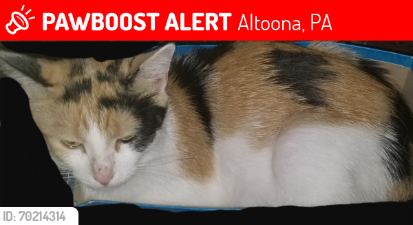 Lost Female Cat last seen Arlaryd street , Altoona, PA 16602