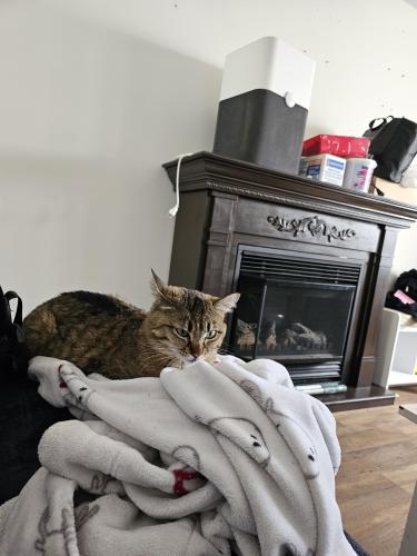 Lost Female Cat last seen Knight and 45th Avenue , Vancouver, BC V5P 2V6