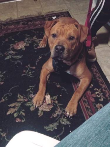 Lost Male Dog last seen Highway 131, Odessa, MO 64076