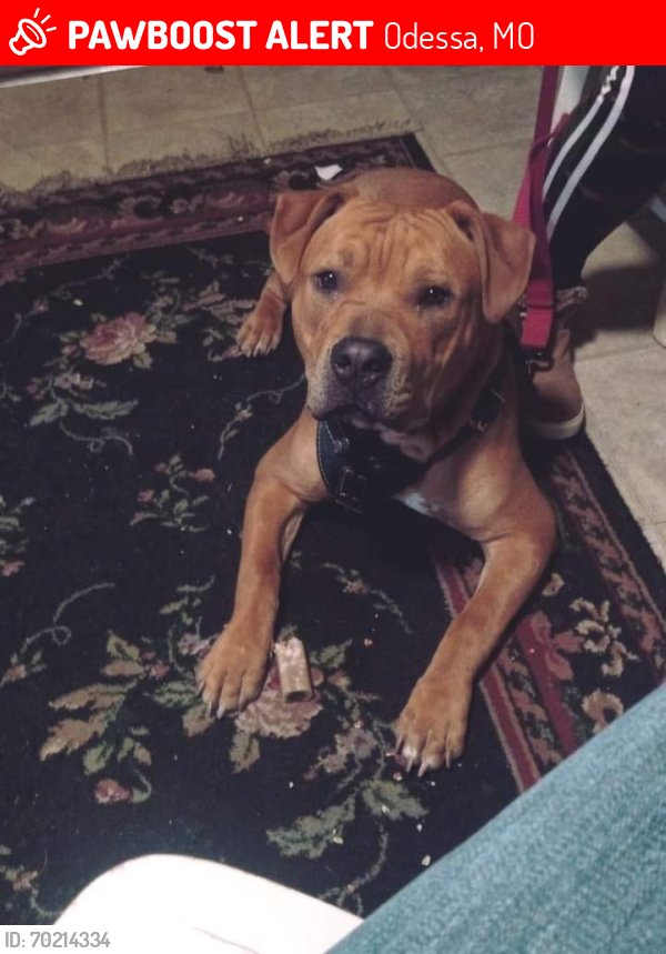 Lost Male Dog last seen Highway 131, Odessa, MO 64076