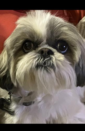 Lost Female Dog last seen P-6 and Victoria St. Palmdale, Palmdale, CA 93551