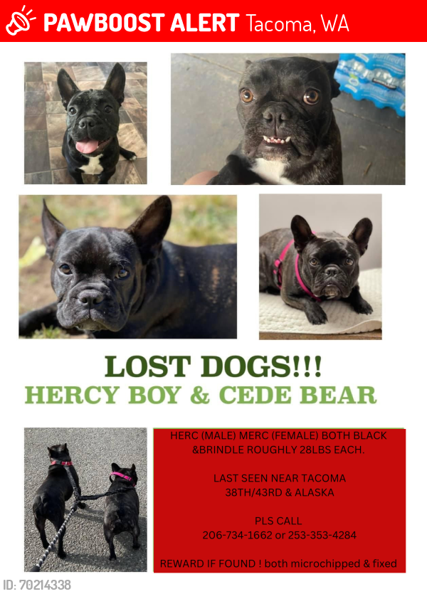 Lost Unknown Dog last seen 38th & Alaska , Tacoma, WA 98418
