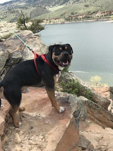 Lost Male Dog last seen Jones drywall yard and the Capitol , Denver, CO 80229