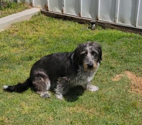 Lost Female Dog last seen High Ridge Dr. And McKee Rd, Bakersfield, CA 93313