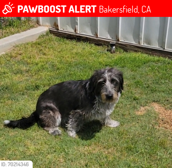 Lost Female Dog last seen High Ridge Dr. And McKee Rd, Bakersfield, CA 93313