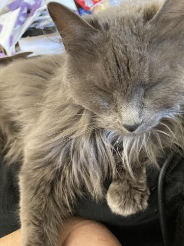 Lost Female Cat last seen Brackley and Ouray , Albuquerque, NM 87120