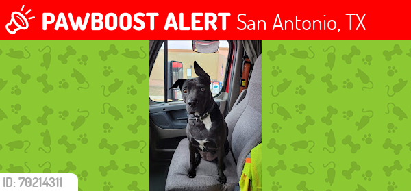 Lost Female Dog last seen West Southcross Blvd & Votaw, San Antonio 78211, San Antonio, TX 78211
