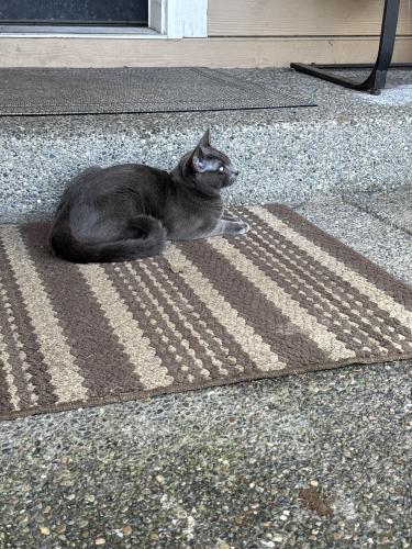 Lost Male Cat last seen 22st , Tacoma, WA 98445