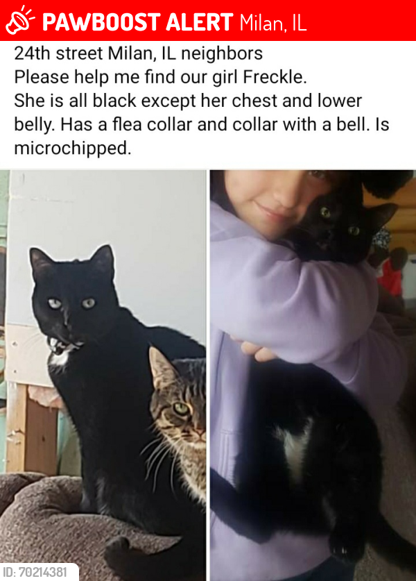 Lost Female Cat last seen 24th St and 25th St, Milan, IL 61264
