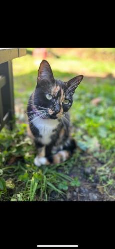 Lost Female Cat last seen 168th Ave se and 164th pl se, Kent, WA 98042