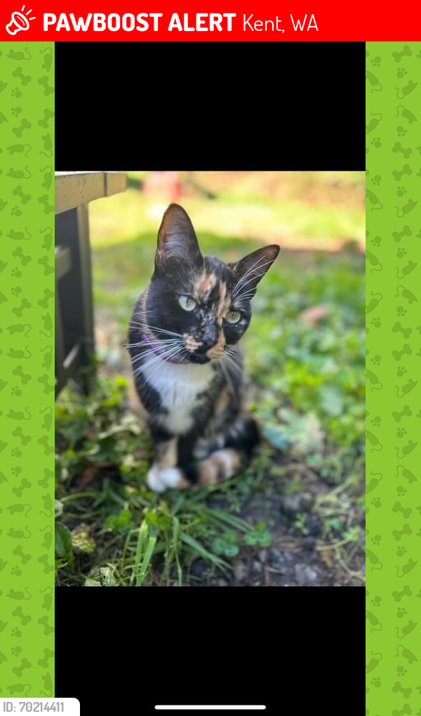 Lost Female Cat last seen 168th Ave se and 164th pl se, Kent, WA 98042