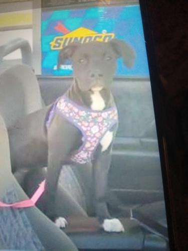 Lost Female Dog last seen Main st, Somerville, OH 45064