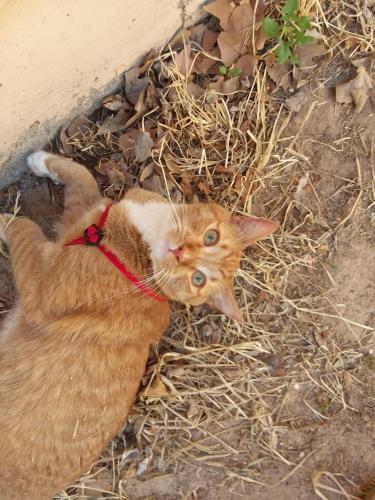 Lost Male Cat last seen Perry Meadows Dr NE & Mason Meadows Dr NE , Rio Rancho, NM 87144