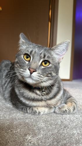 Lost Female Cat last seen Lake Wilderness Country Club DR SE and SE 250Th St, Maple Valley, Maple Valley, WA 98038