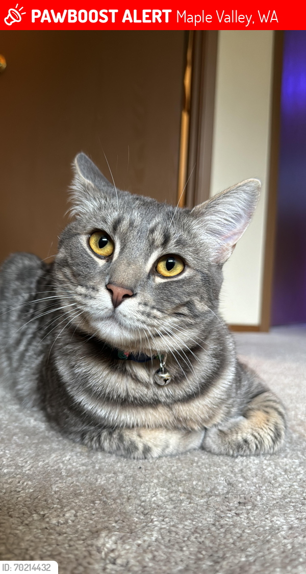 Lost Female Cat last seen Lake Wilderness Country Club DR SE and SE 250Th St, Maple Valley, Maple Valley, WA 98038
