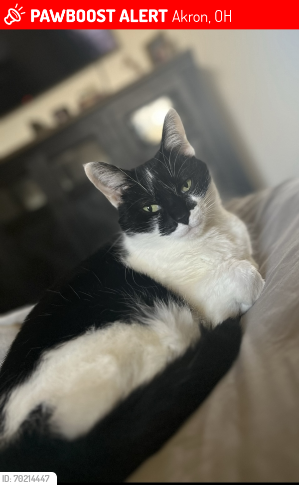 Lost Female Cat last seen Anna Ave & East Ave, Akron, OH 44314