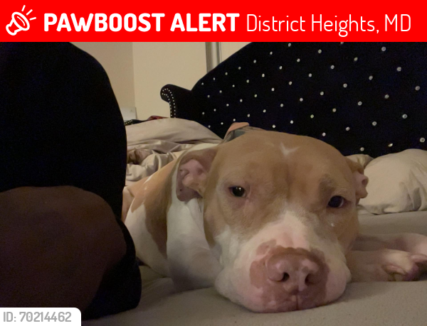Lost Female Dog last seen By moon auto & shoppers , District Heights, MD 20747