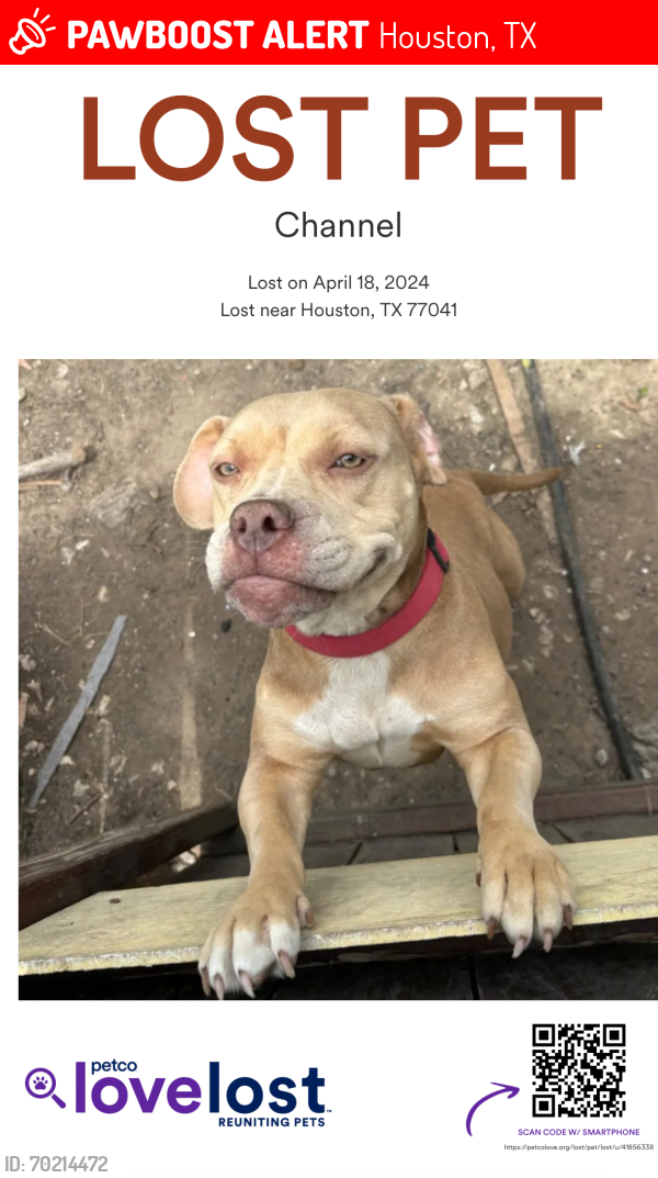 Lost Female Dog last seen Near , Houston, TX 77041
