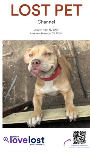 Lost Female Dog last seen Near , Houston, TX 77041