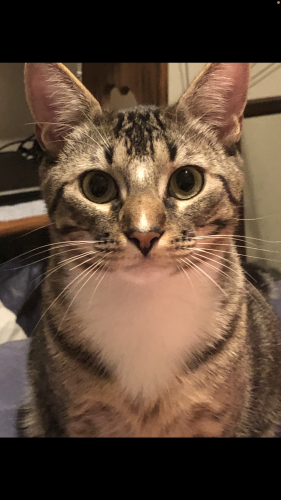 Lost Male Cat last seen Tynes Dr & Mosswood Dr, Garland, TX 75042
